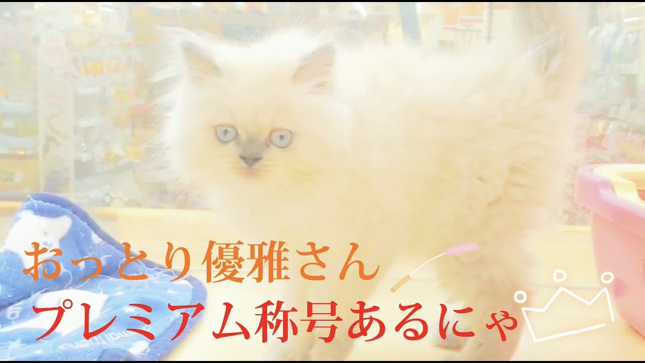 【ヒマラヤン】穏やかさん【マルワン武蔵浦和店】