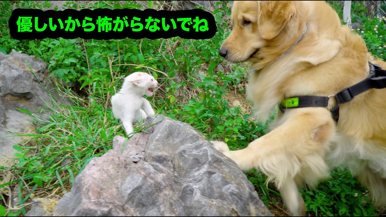 ゴールデンレトリバーと散歩中に野良子猫を保護しました・野良子猫に会って凄く嬉しかったゴールデンレトリバーたち