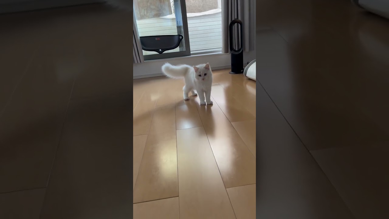 掃除したい飼い主とネズミで遊んでほしい白熊【サイベリアン子猫】#shorts #サイベリアン