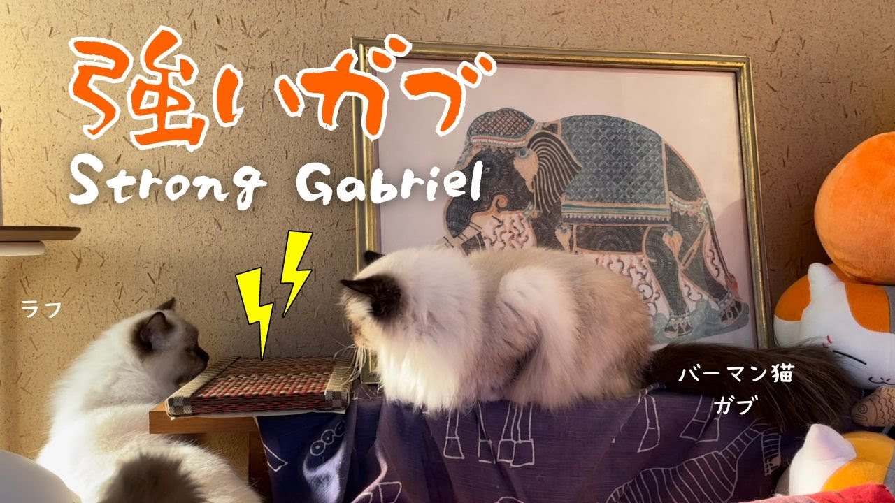 バーマン猫ガブとラフとミカ【強いガブ】Strong Gabriel （バーマン猫）Birman/Cat
