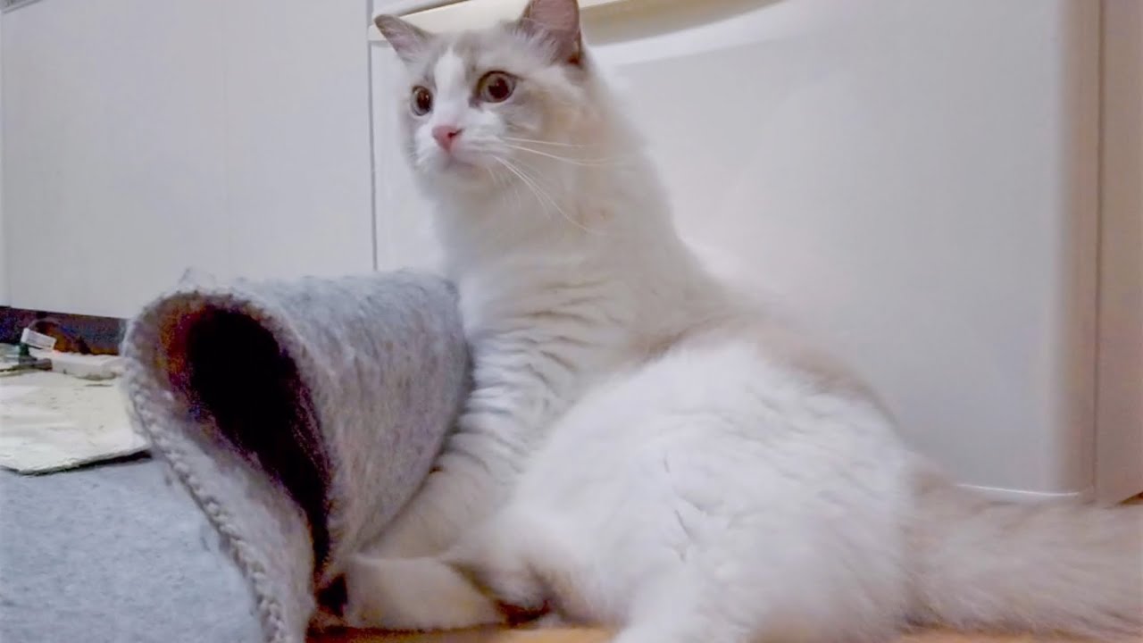 ラグドールを飼うとこんな目にあいます!…10の理由