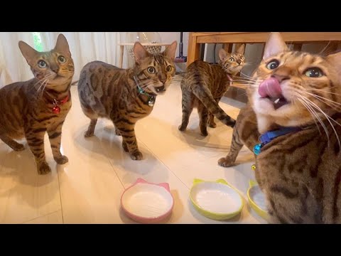 猫達のご褒美タイムが大戦争です