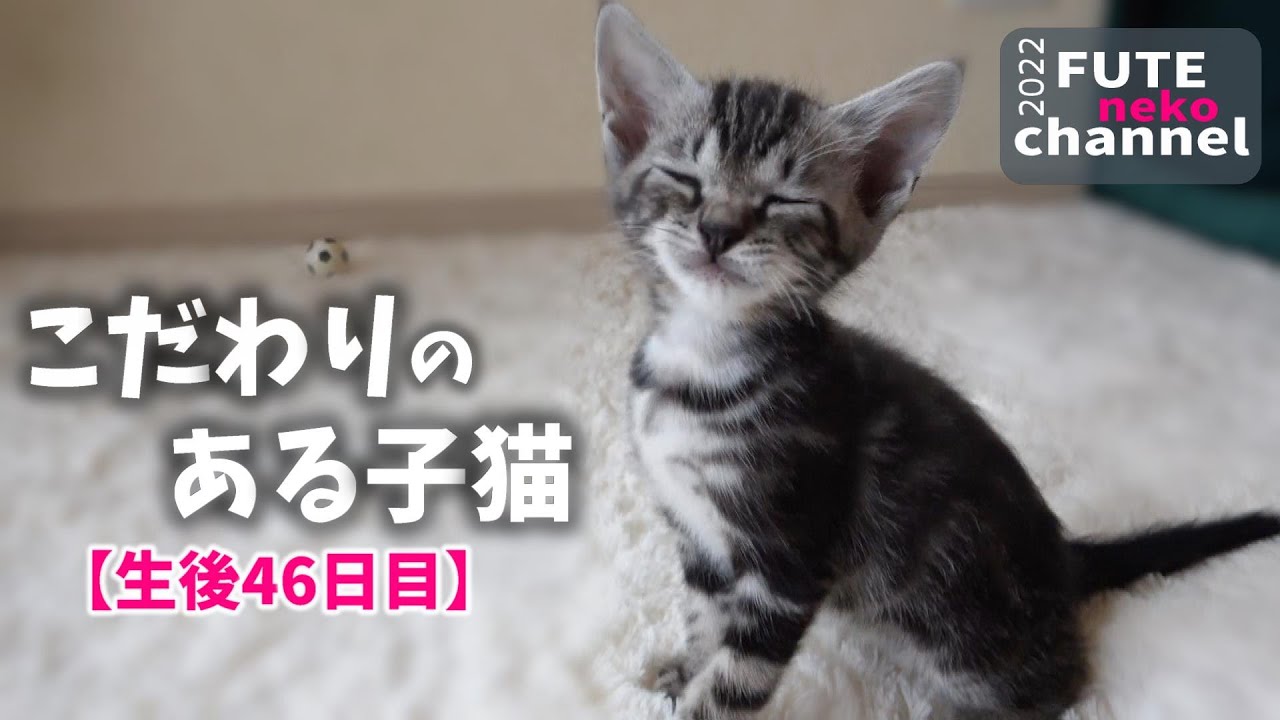 ご飯と遊びにこだわりのある子猫がこちら｜てんと＆そら㊹【保護子猫】