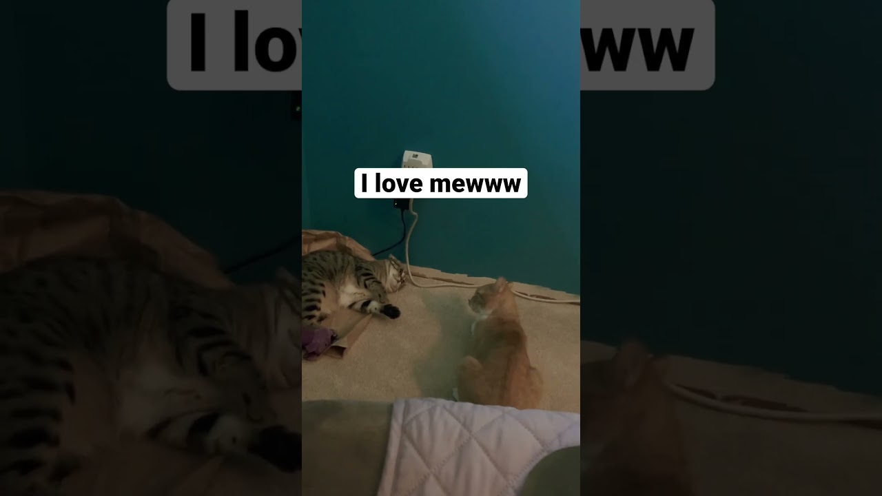 Manx cat says “I love you” #shorts #cat #catlover #cats