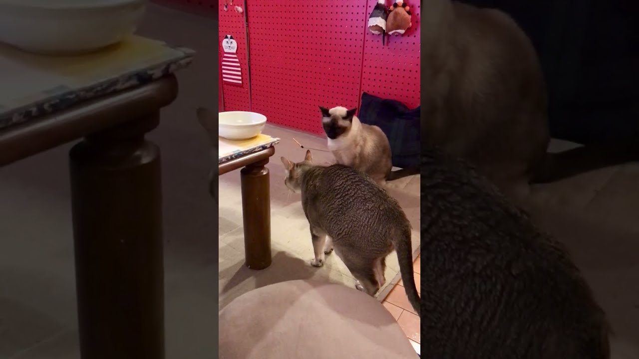 立ち食い終了でごちそうさまのシンガプーラなのにゃ♪
