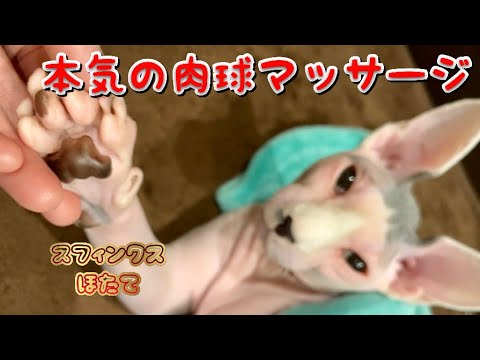 肉球マッサージを教えてくれる猫　スフィンクス　ほたて