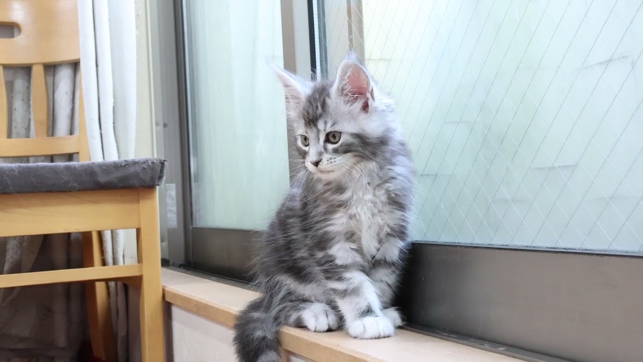 格好良いメインクーンシルバーの男の子