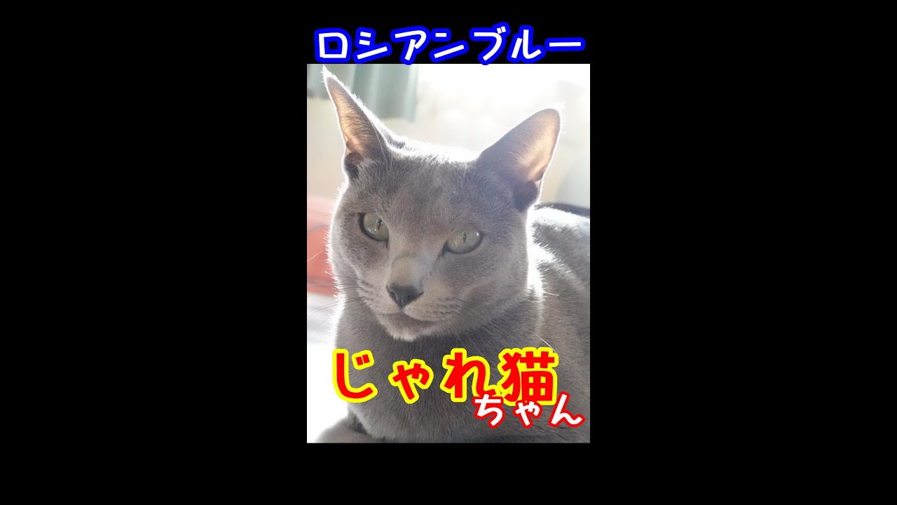 激戦！羽根と格闘している猫はコチラ【ロシアンブルー】#Shorts