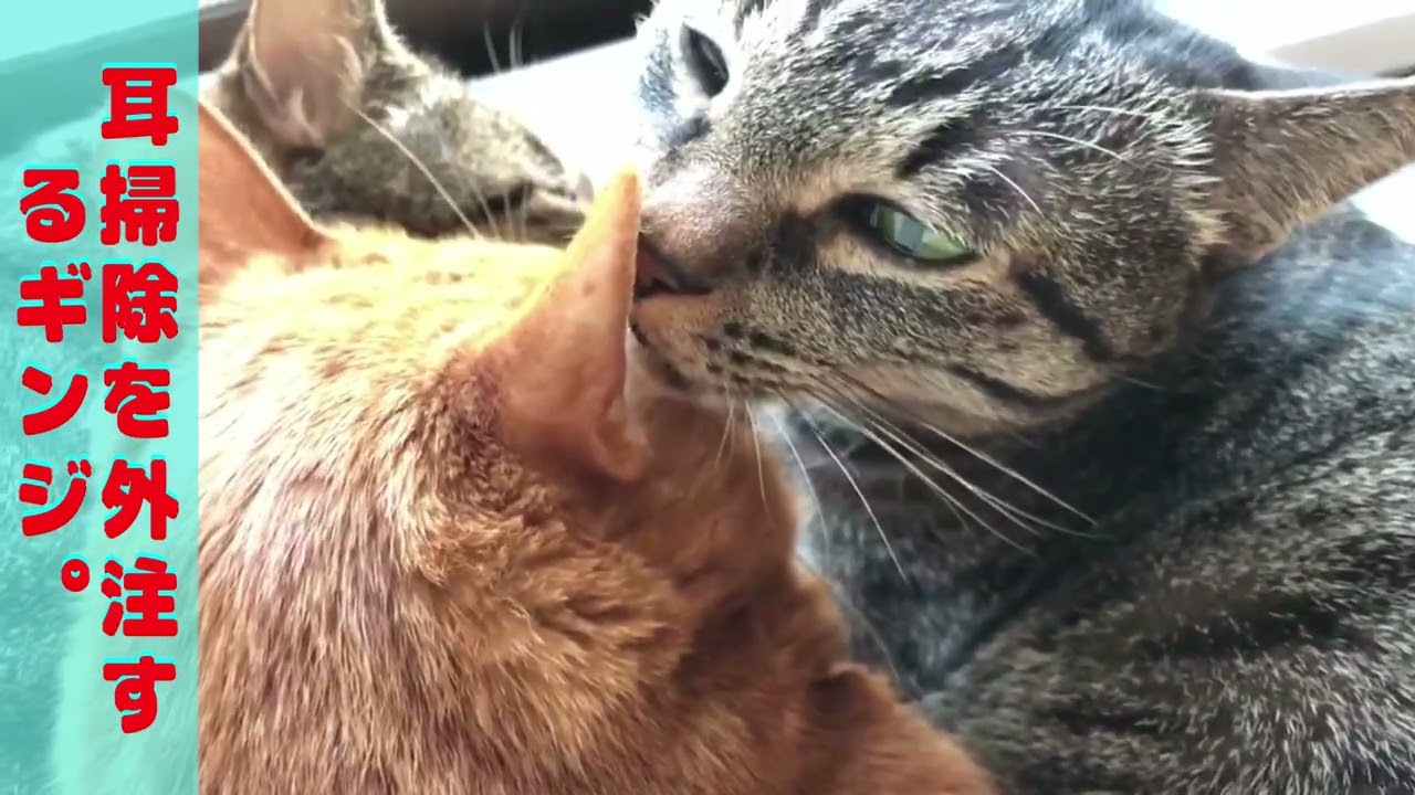 【耳掃除】を外注するギンジ★☆ロングバージョン☆【日本猫の3ニャン】