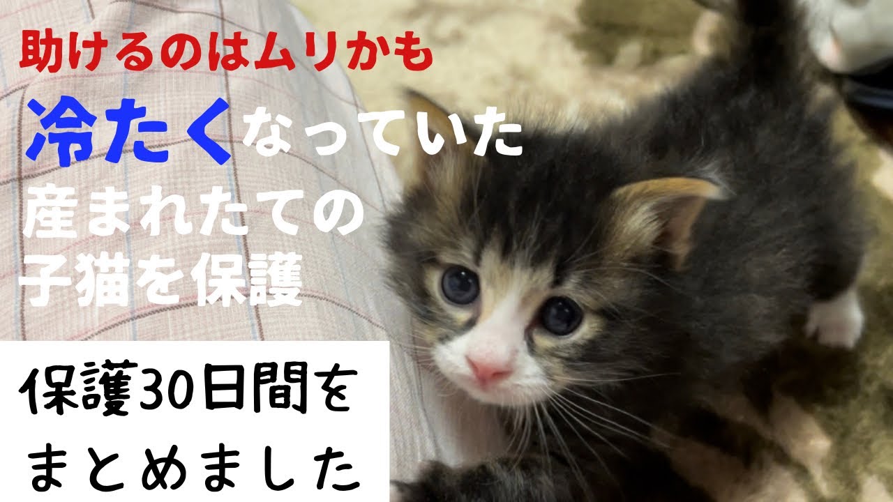 冷たくなっていた子猫の保護、30日間のまとめ