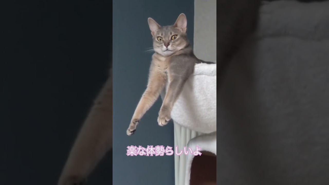 なんか怖いよ猫さん（ベンガル猫とアビシニアン）BEST FUNNY CATS&KITTENS #shorts