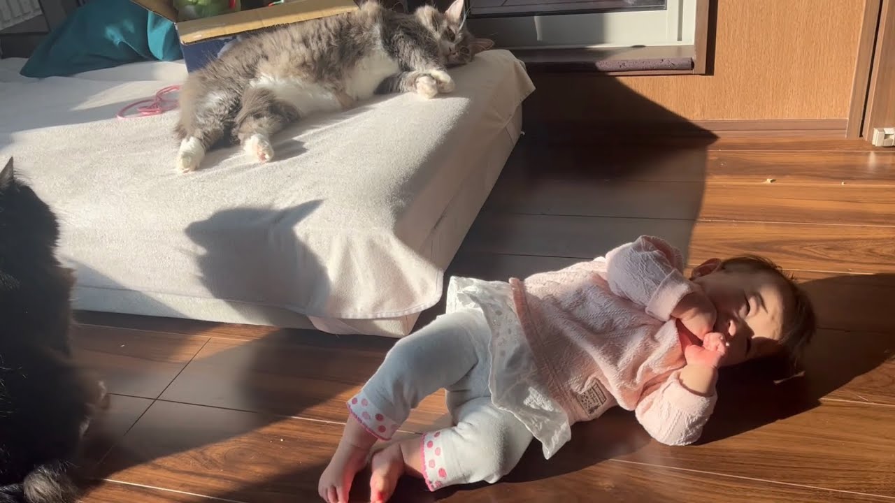拗ねた赤ちゃんの姿とシンクロする猫　ノルウェージャンフォレストキャット　A cat that synchronizes with a sulking baby