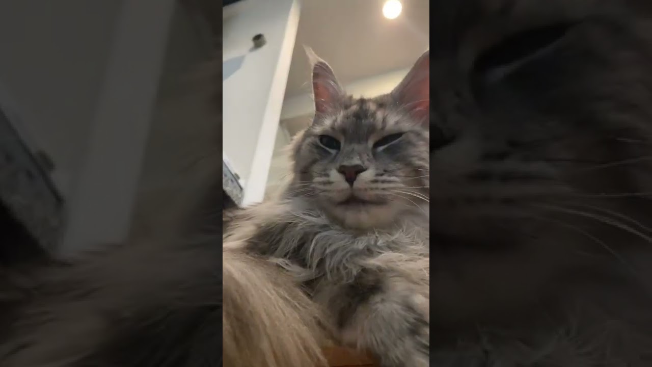 【メインクーン】キッチンでドヤ顔する猫が、、、 #shorts