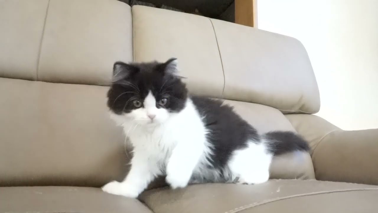 セルカークレックス子猫　2022.9.30産まれ 　ブラック＆ホワイト　　女の子　シーダキャット猫のお店