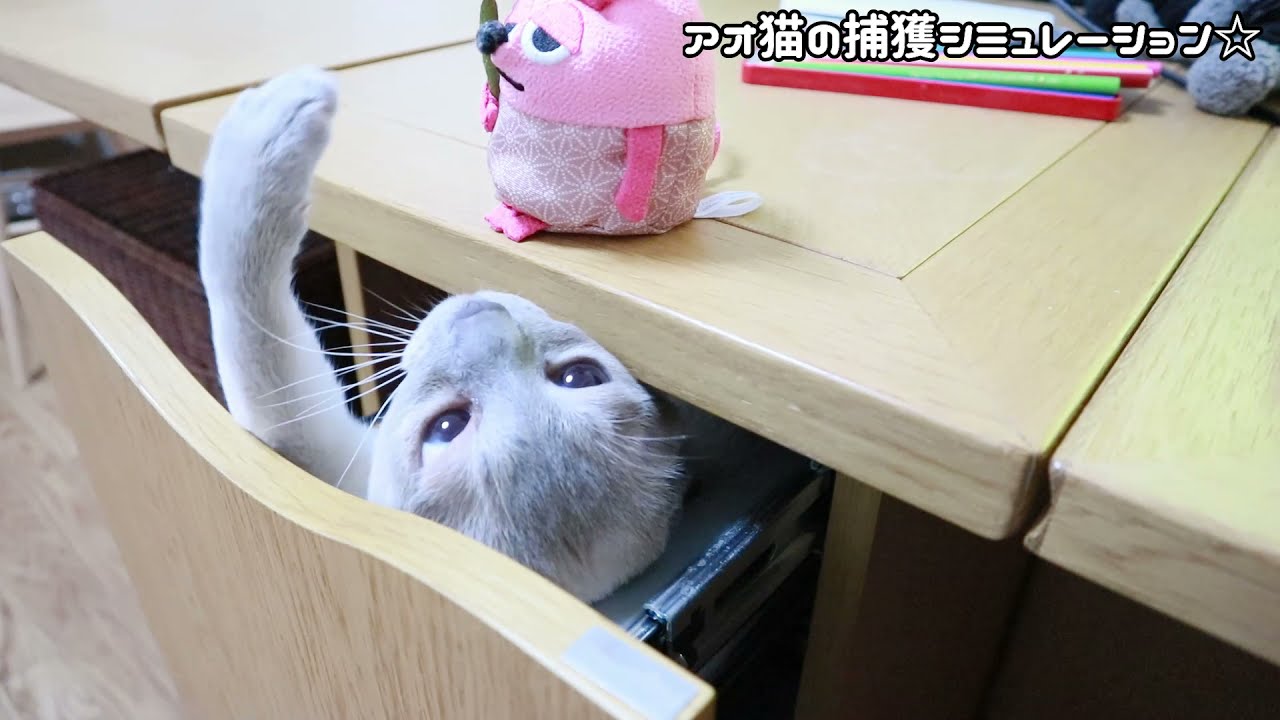 トンキニーズ 猫