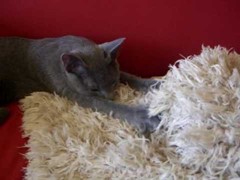 もみもみ阻止？