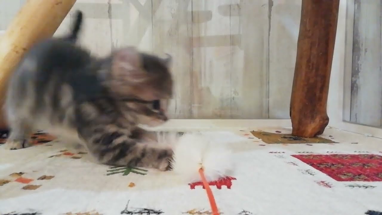 アメリカンカール　男の子　2022.10.15生まれ