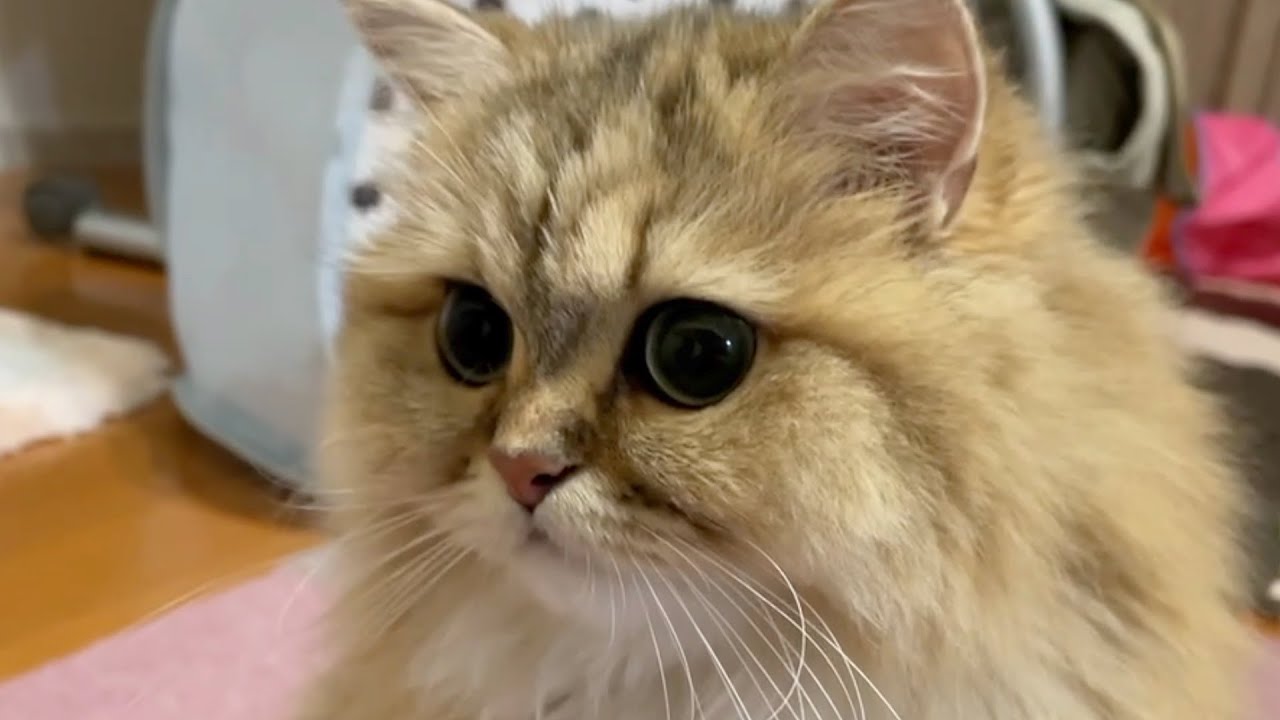 【猫】ペルシャ猫の癖が強すぎるので暴露しちゃいます！！