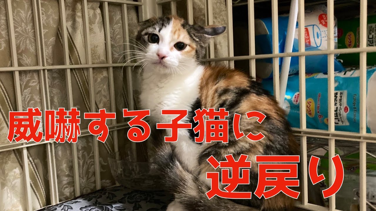【保護子猫】威嚇のシャー子に戻ってしまいました。