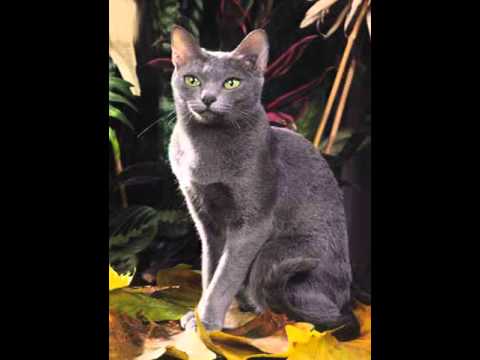 korat cats information