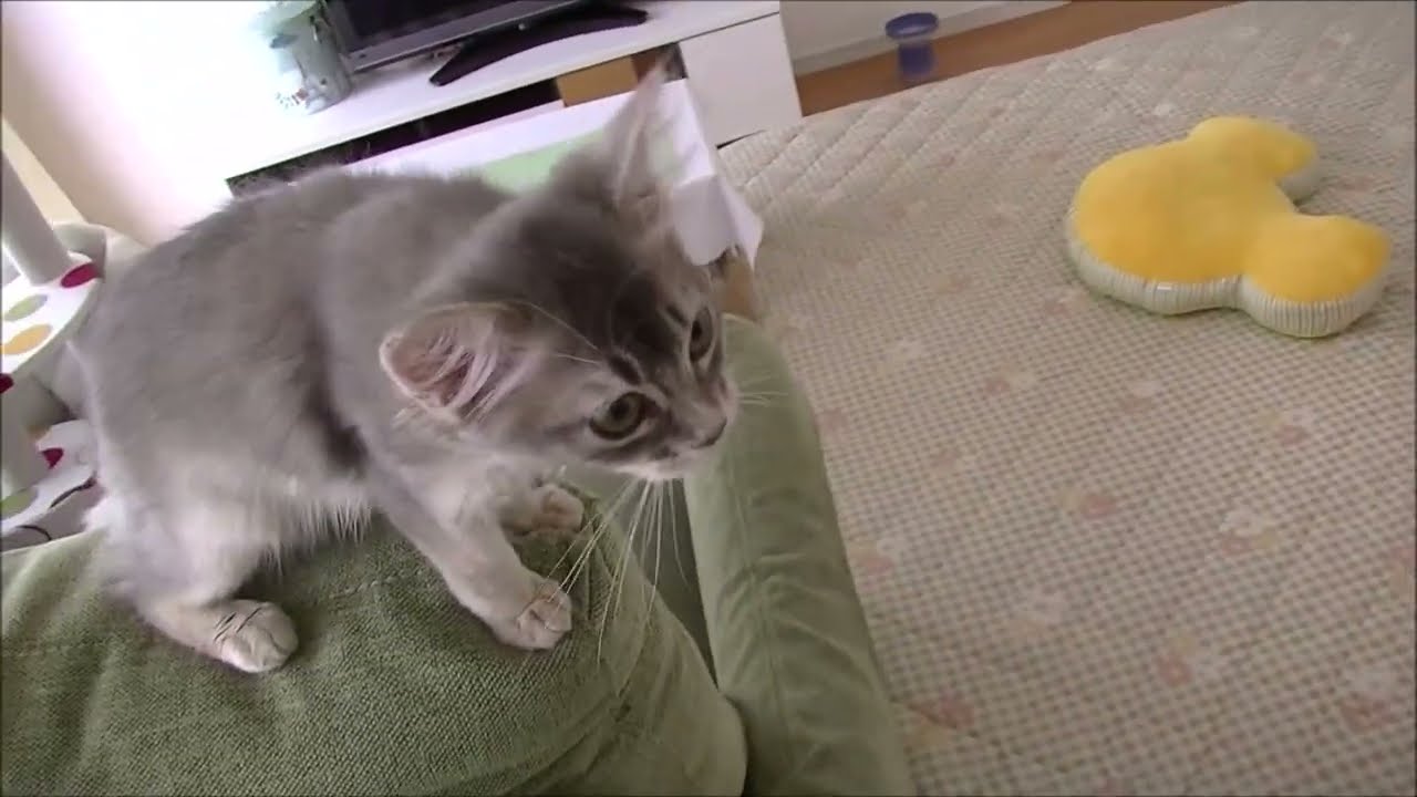 【ソマリ】子猫、はじめてのブラッシング【2013年4月撮影】