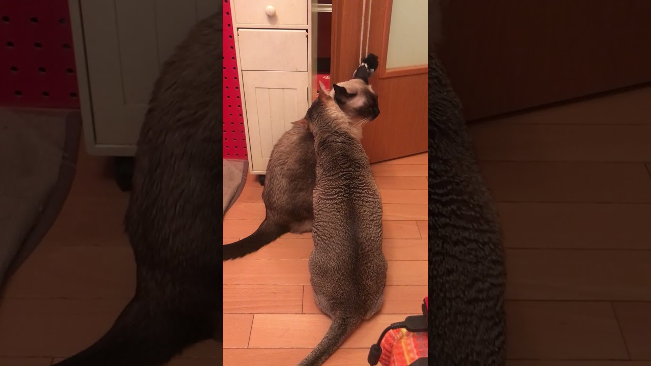 たぬき猫をペロペロしまくるシンガプーラなのにゃ♪
