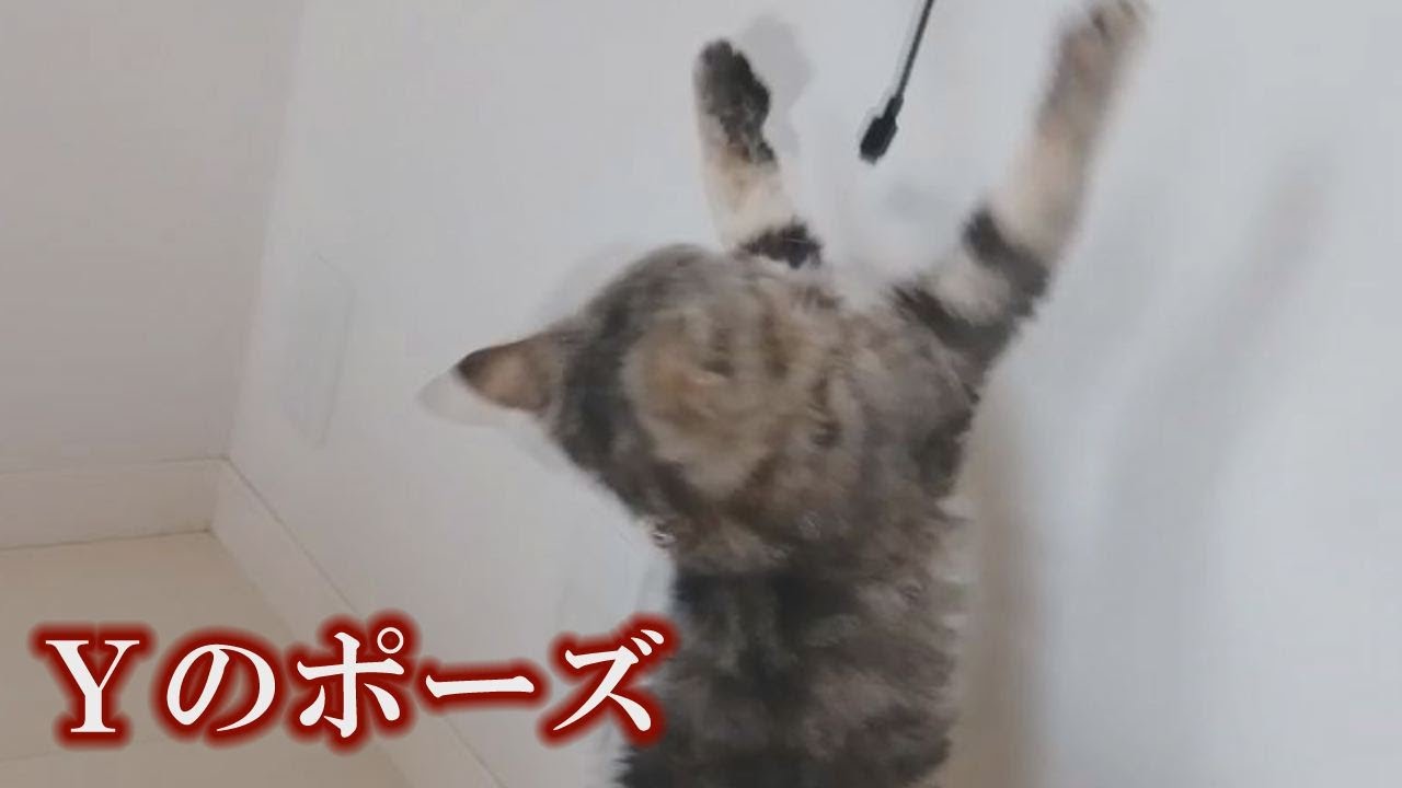 【セルカークレックス】我が家に来て１カ月少しずつ馴染んできました【セルカー女子】