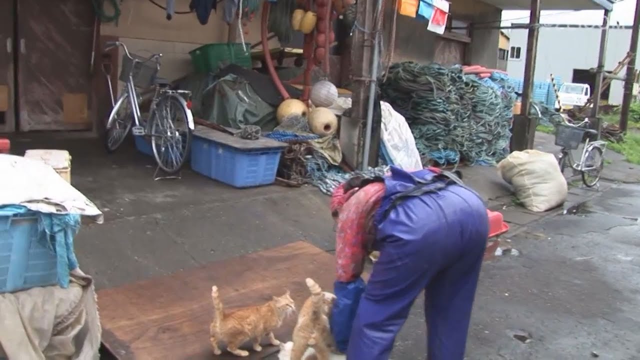 Japan Cat Trip, Rebun Island-Day 3(1) / 日本猫旅,礼文島-3日目(1)