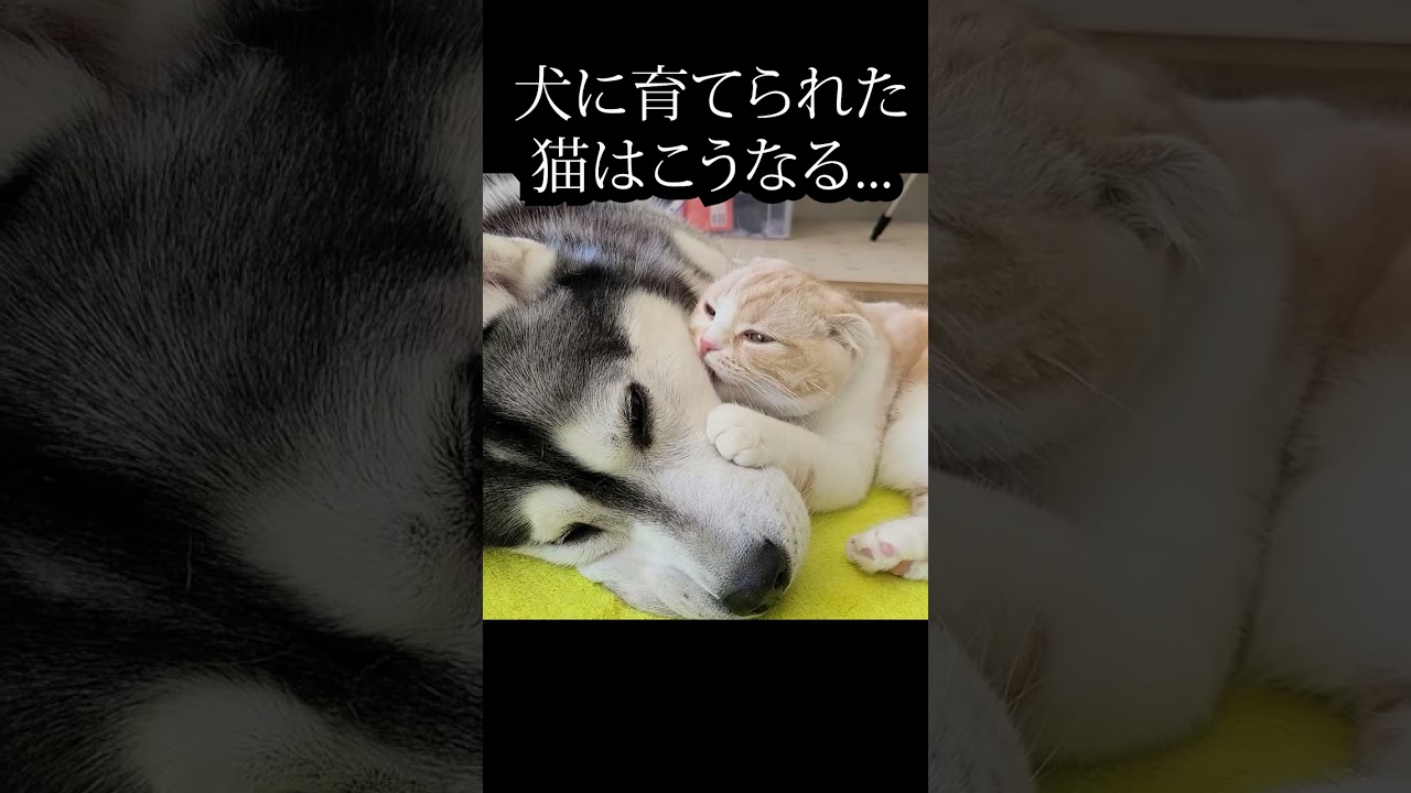 体調不良の犬を看病する子猫がこちら...#shorts