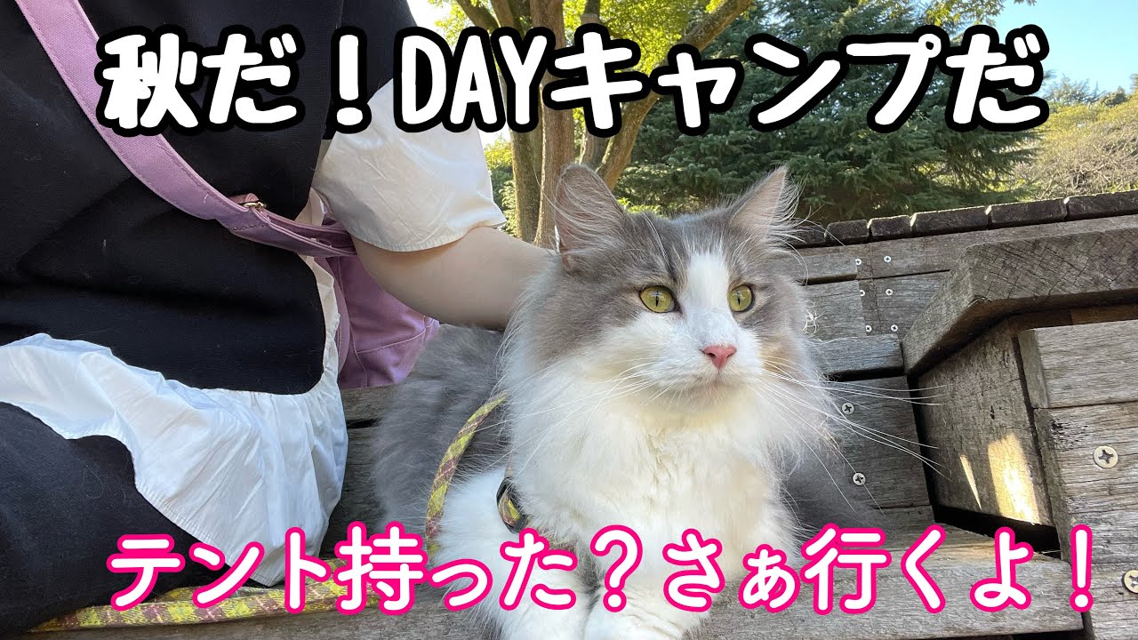 【ノルウェージャンフォレストキャット】やっと涼しくなったね！猫たちとGo♡