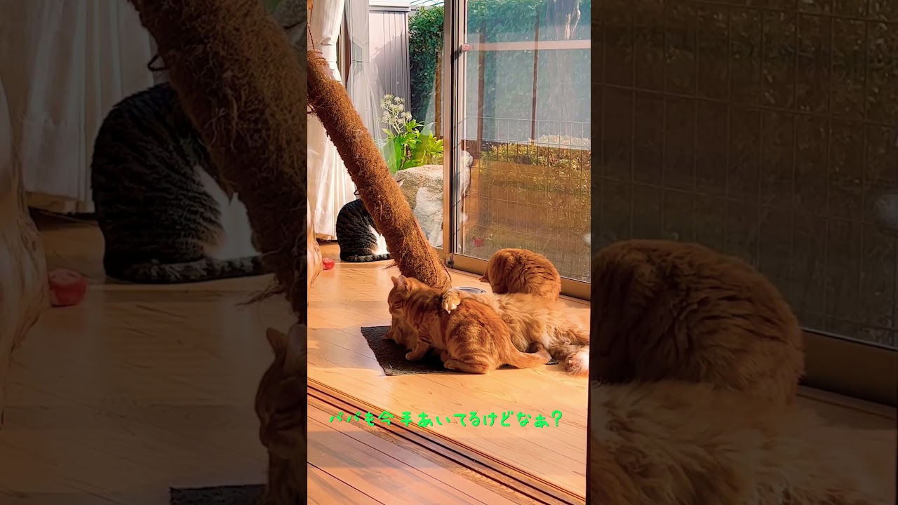 ノラ猫ねぇね　天気の良い日は、いつもこんな感じなんよ。