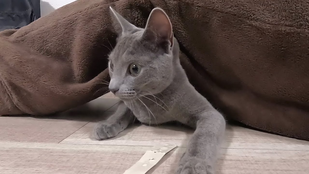 【ロシアンブルー】ママと無邪気に遊ぶ猫が愛おしすぎます