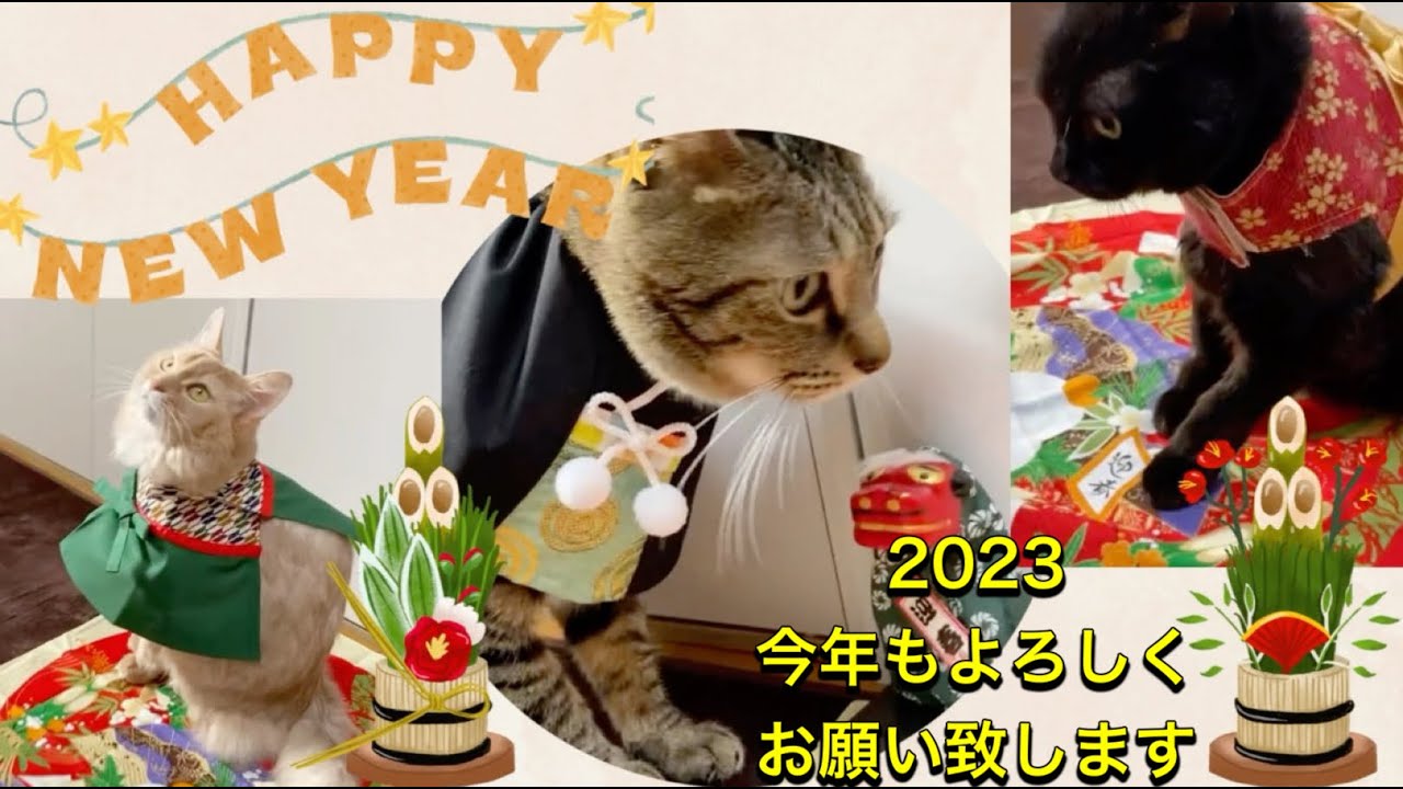 明けましておめでとうございます🎍Happy new year 🎍#猫#黒猫#ソマリ#キジトラ#コスプレ