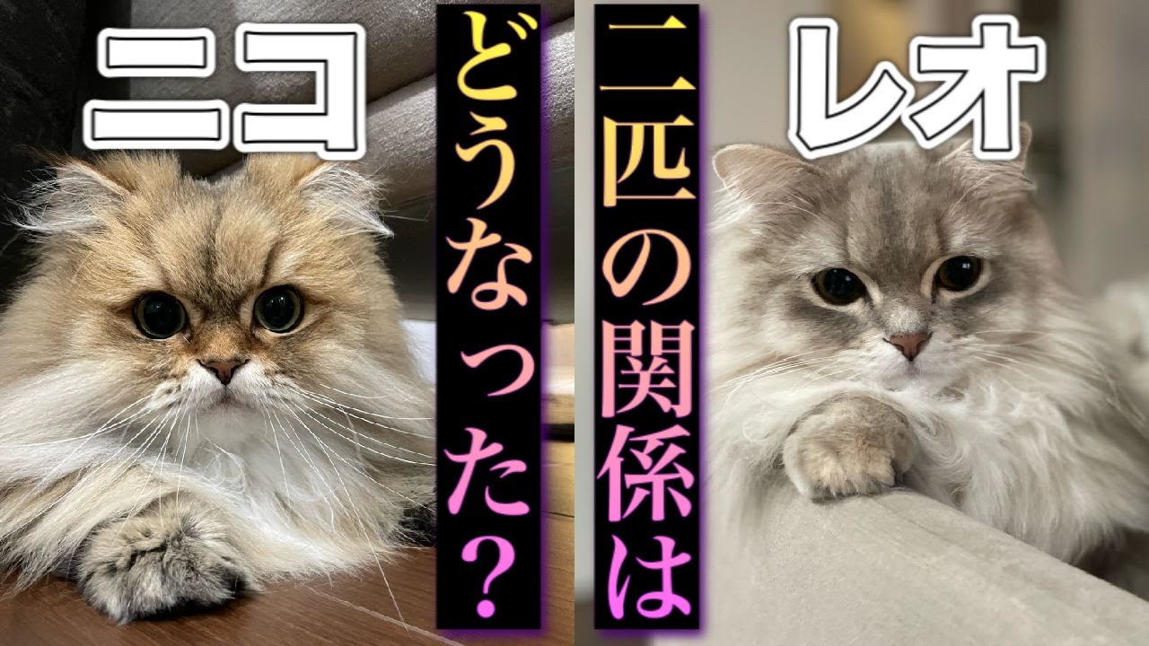 【成長記録】ペルシャとミヌエットの相性　仲良くなるの？！