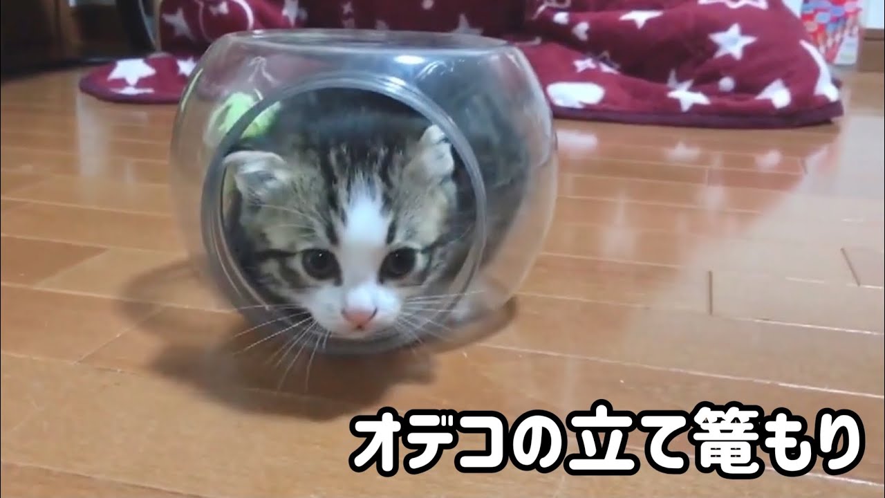 透明ケースに立て籠る子猫