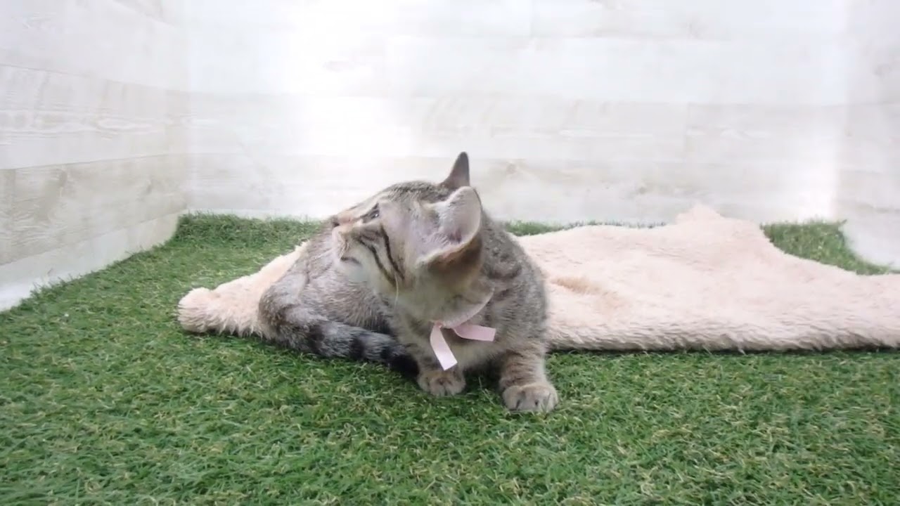 00593591 エジプシャンマウ