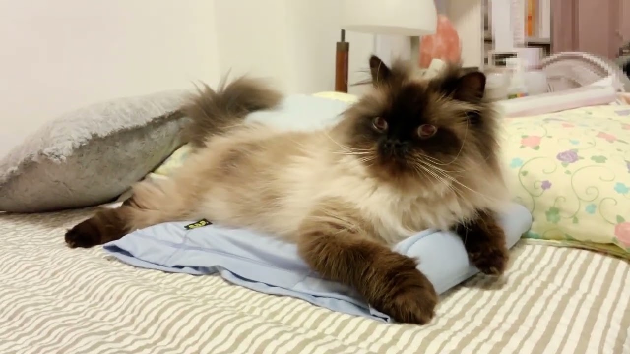 腰痛腹巻きに寝るたらちゃん ヒマラヤン&ブリショー