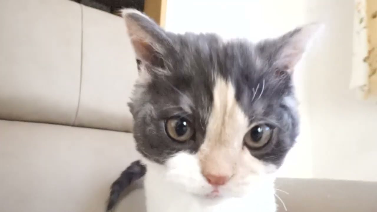 セルカークレックス子猫　2022.9.30産まれ 　ブラウンパッチドタビー＆ホワイト　女の子　シーダキャット猫のお店　Selkirk Rex