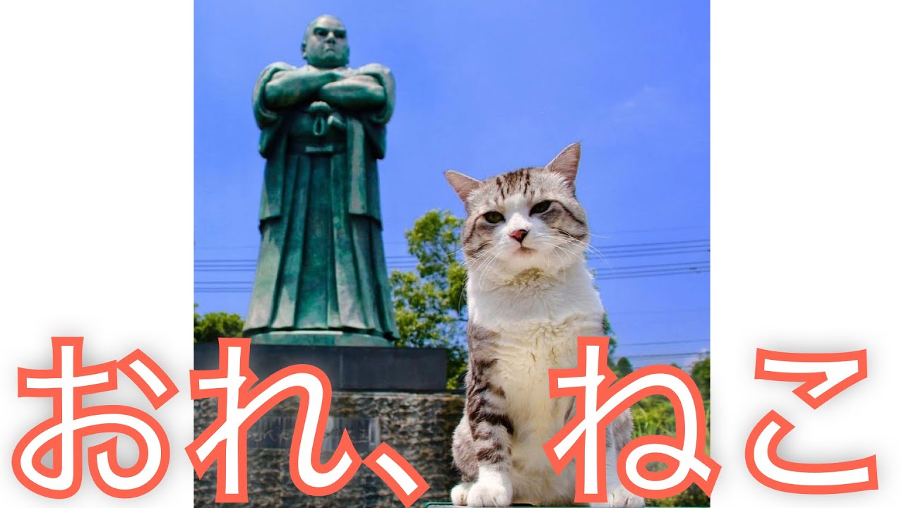 九州の猫　✕【おれ、ねこ】