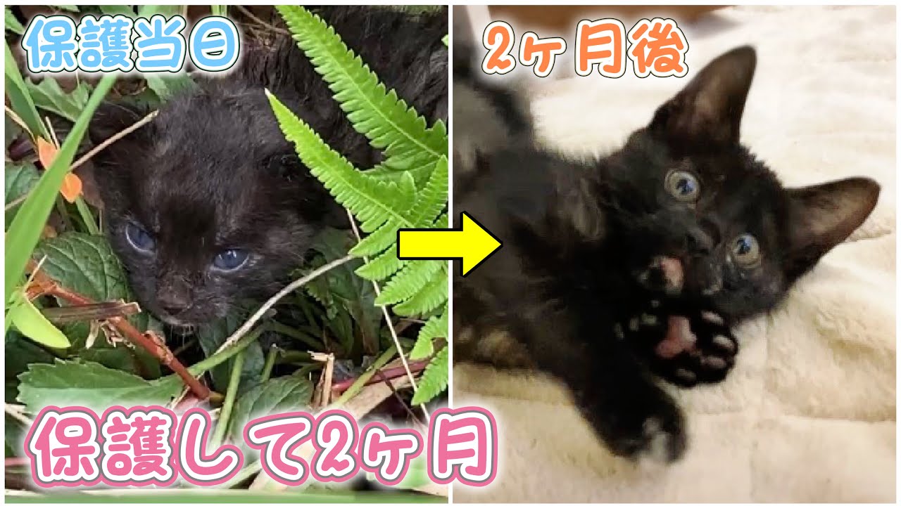 台風の中1人で鳴いていた子猫、保護して2ヶ月の成長記録