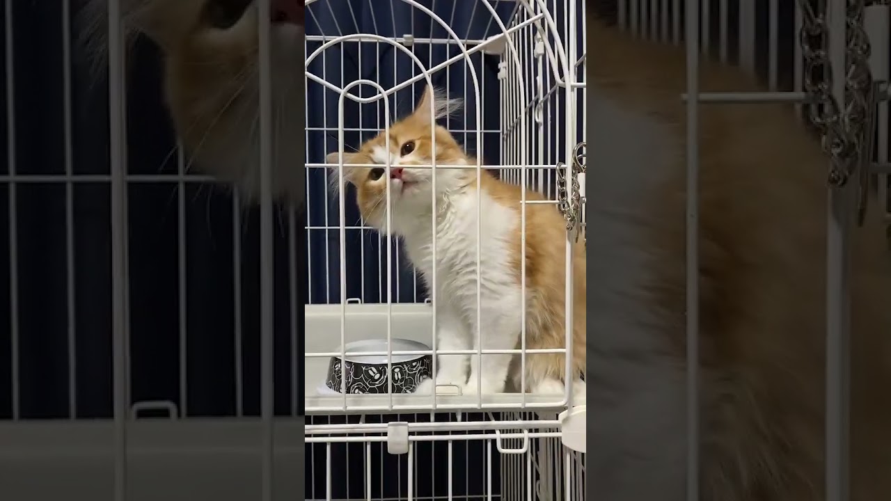 【ラガマフィン】子猫の時のナツ！何しても可愛い