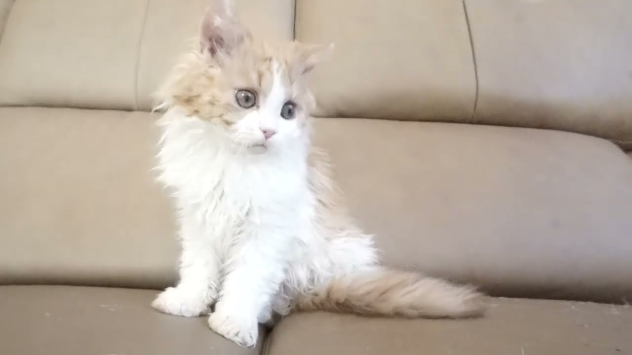 セルカークレックス子猫　2022.9.30産まれ 　レッド＆ホワイト　ロング　女の子　シーダキャット猫のお店