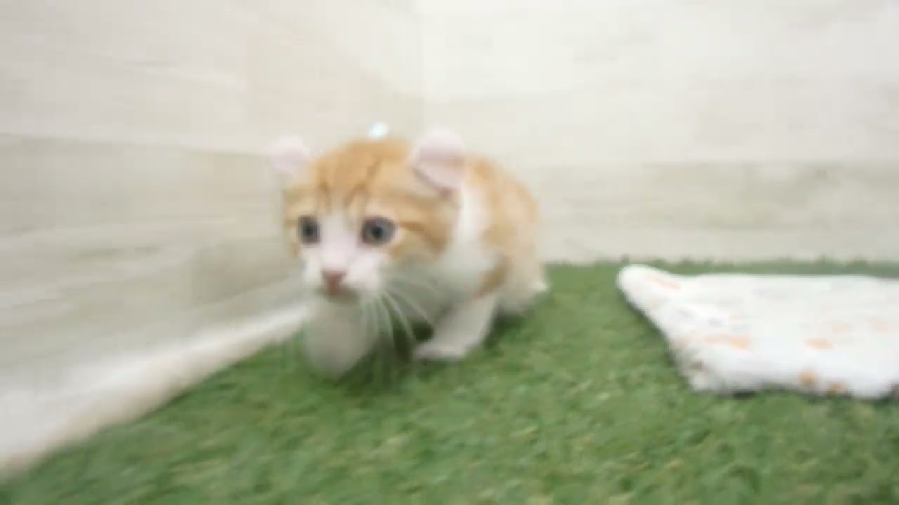 Coo&RIKU　No00612469 アメリカンカール