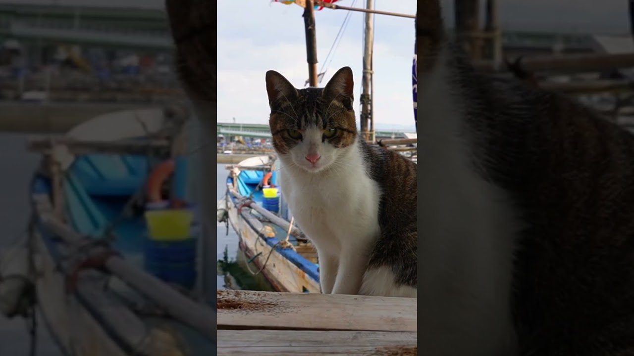日本の漁港の猫たち #Shorts