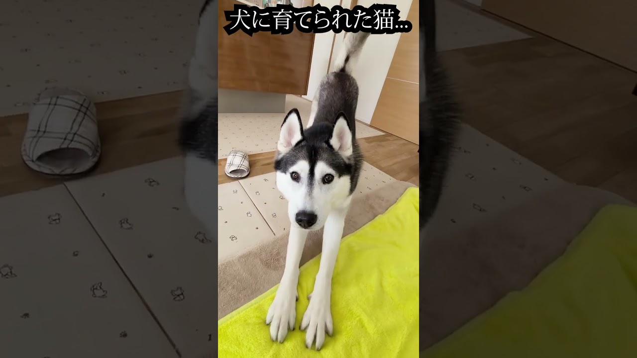 子猫に触れてたら育ての親の犬に怒られた...笑#shorts