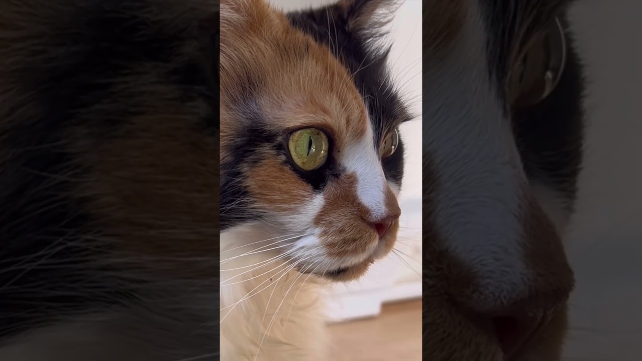 見た目はライオン猫のパンク #shorts #メインクーン
