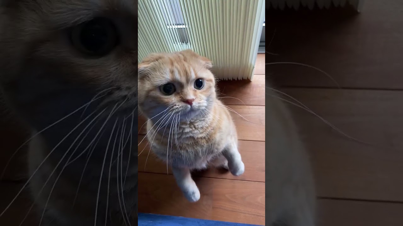 Cute Brown Cat