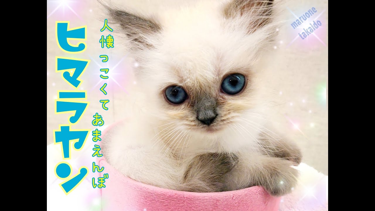 【ヒマラヤン】お部屋にて♪