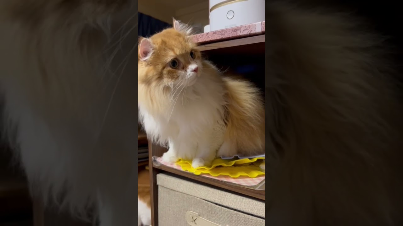 カラーボックス最上階の住人 #shorts  #猫 #アメリカンカール #cat