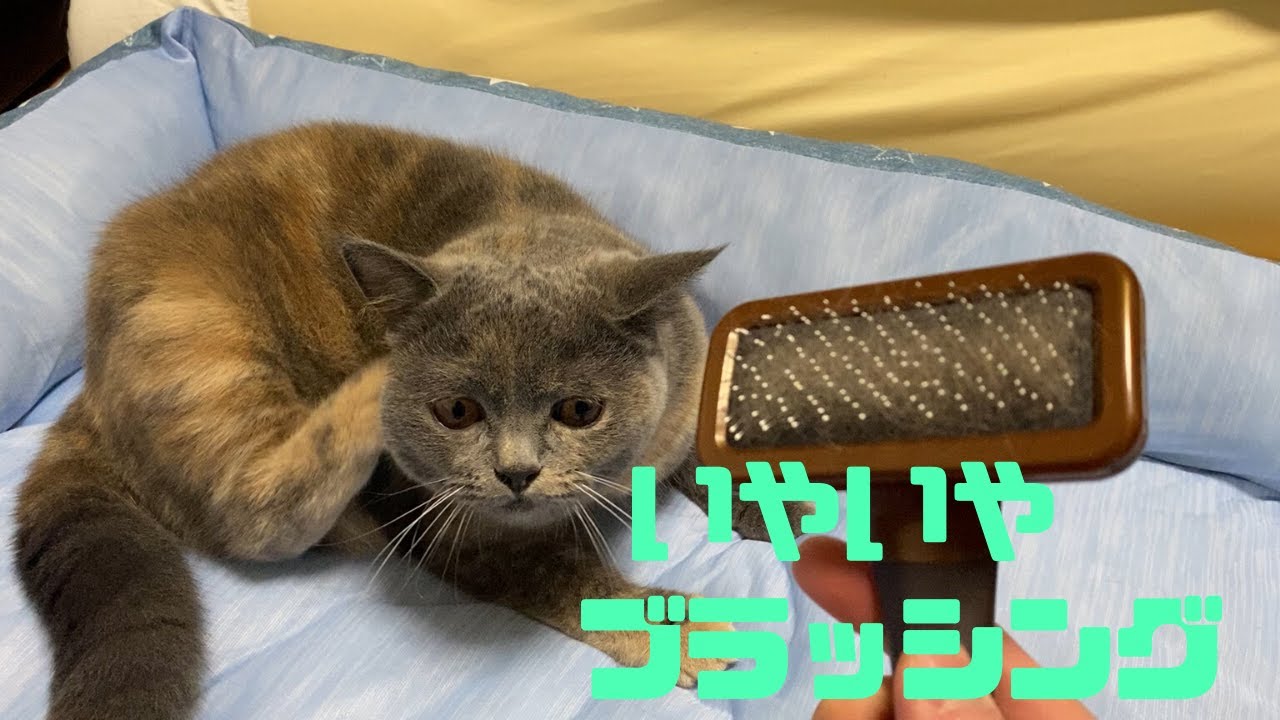 ブラッシングしてみた結果。。。【ブリティッシュショートヘアー】